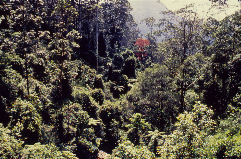 Rainforest canopy, Dorrigo