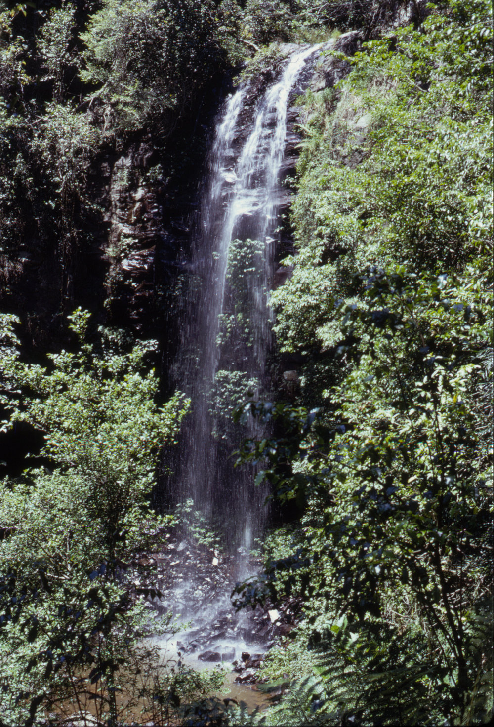 Crystal Shower Falls, Dorrigo National Park