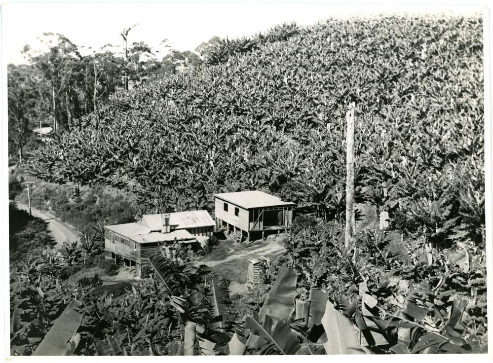 Grant's banana plantation with house and packing shed, 1956