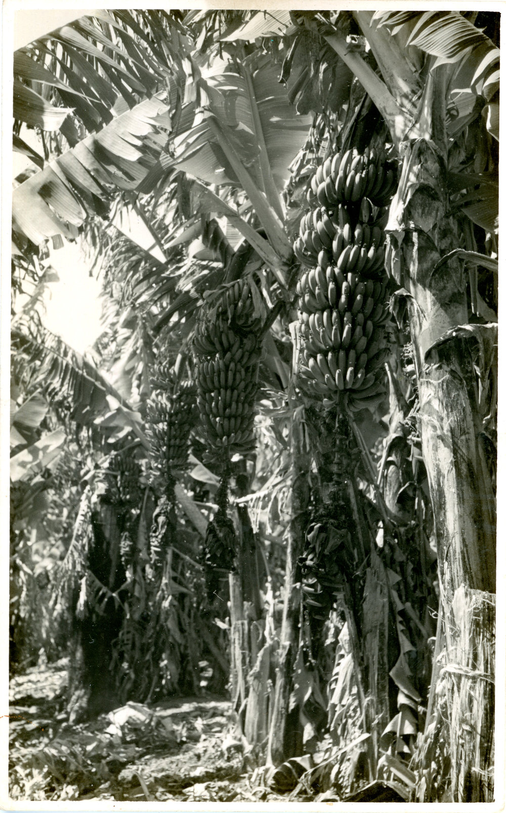 Grant's banana plantation, 1956