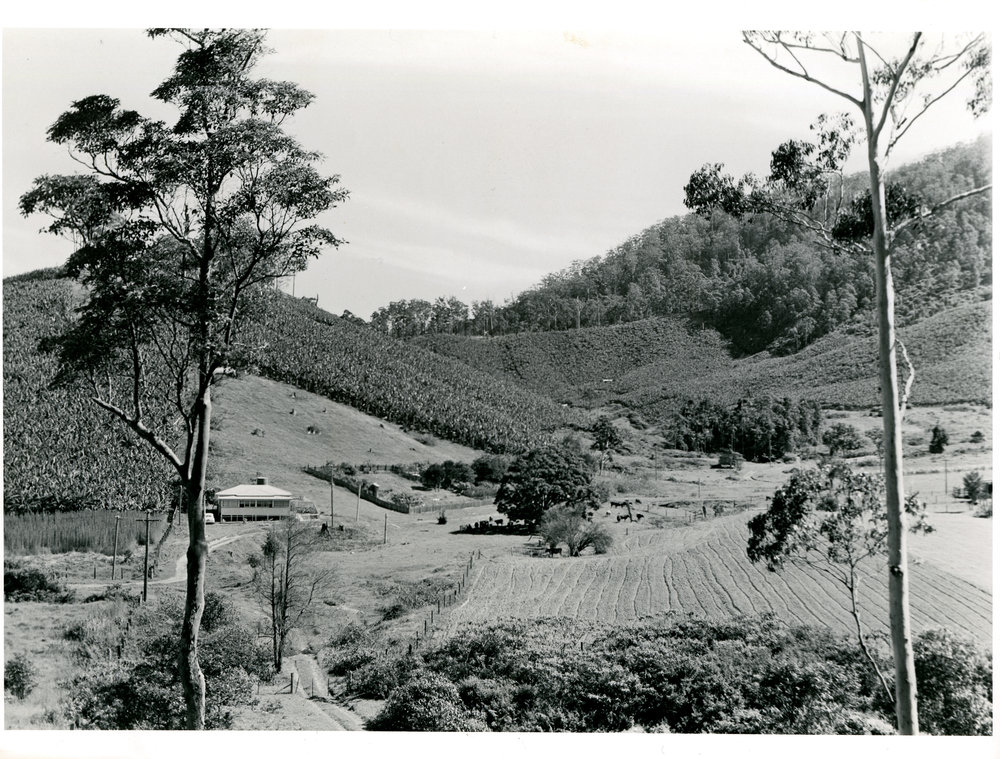 Red Hill near Jarrett's farm, c. 1960