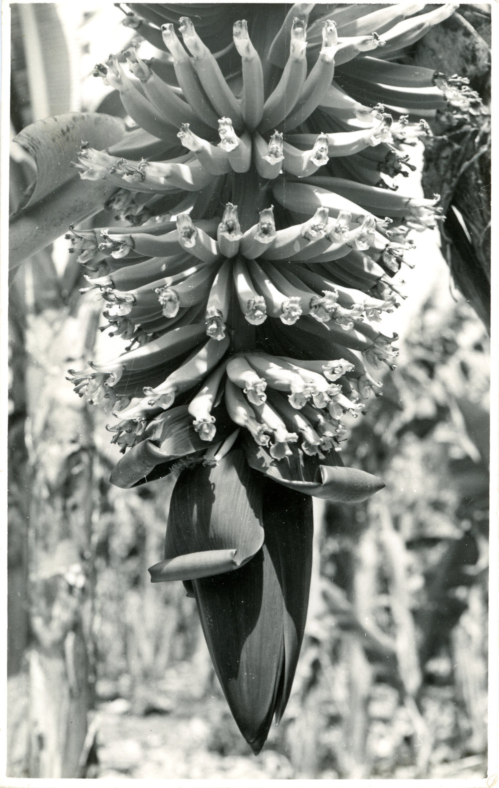 Flowering banana plant, 1950s
