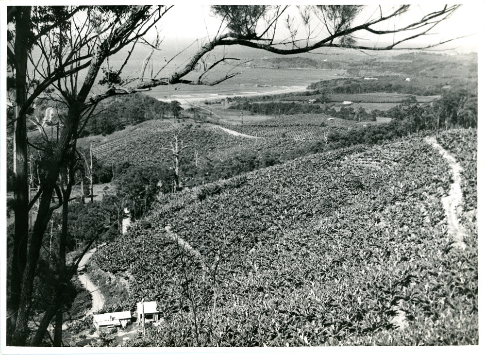 Grant's banana plantation with house and packing shed, late 1950s