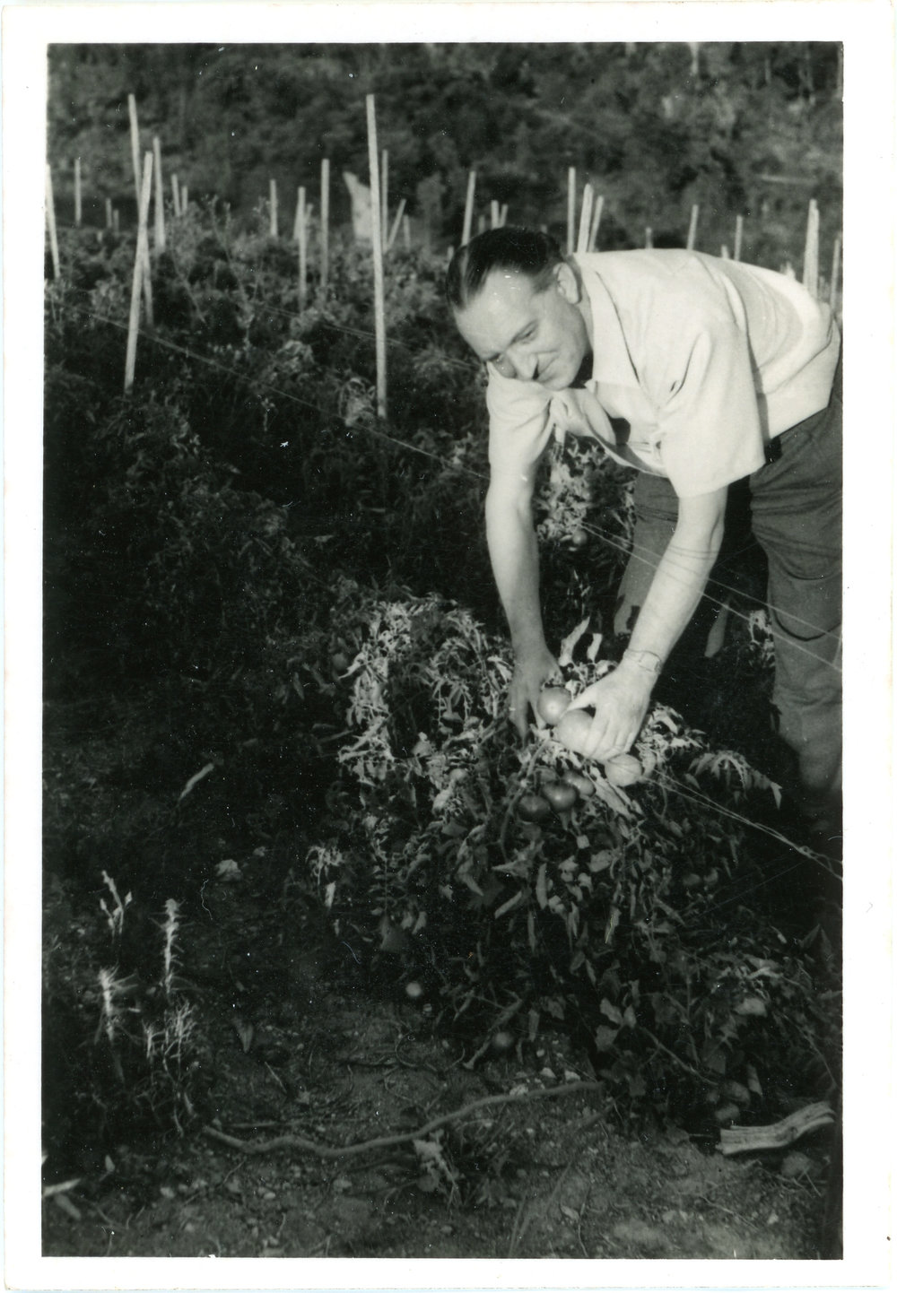 Picking tomatoes