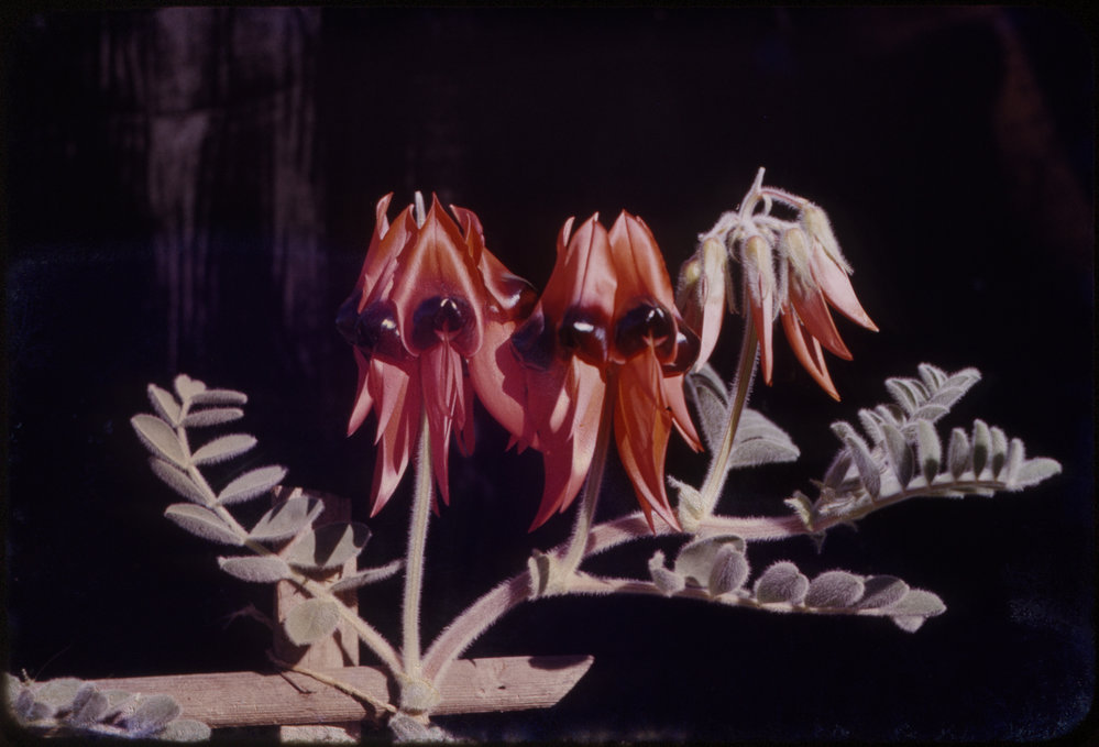 Sturt's Desert Pea