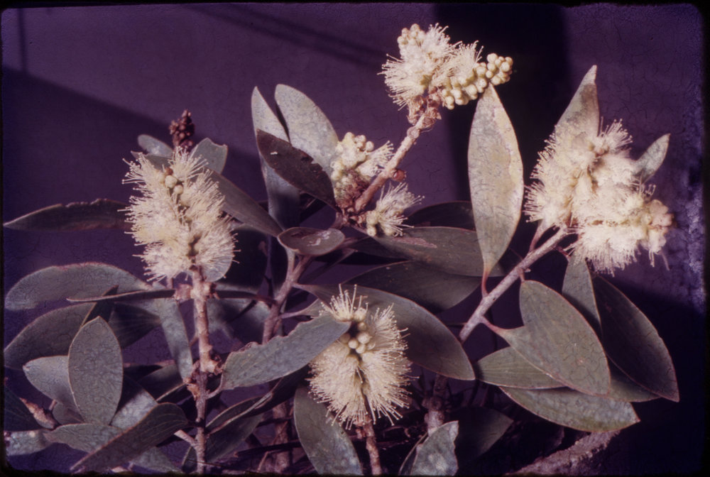 Melaleuca&nbsp;Flowers