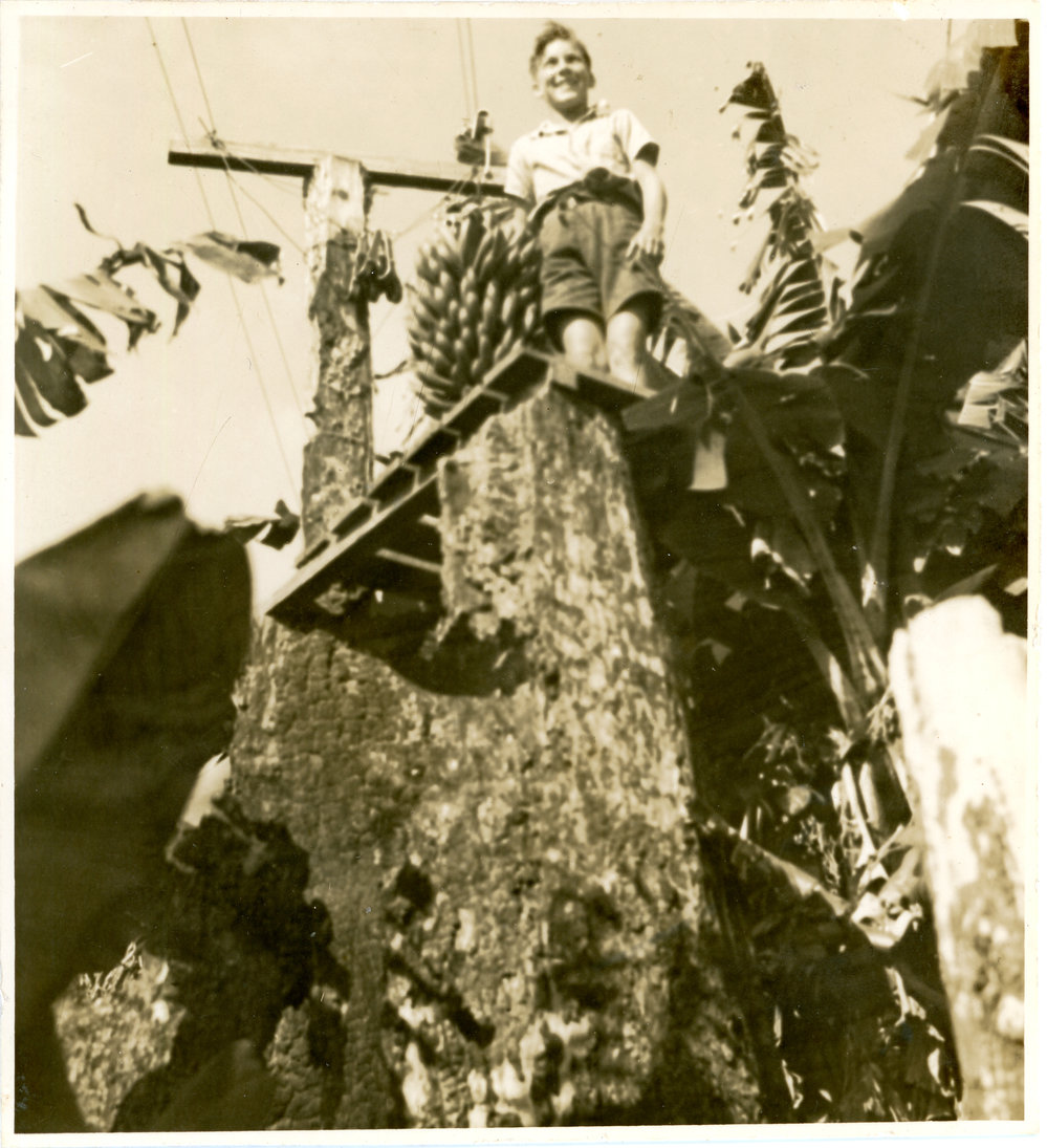 Flying fox for transferring bananas, c. 1946