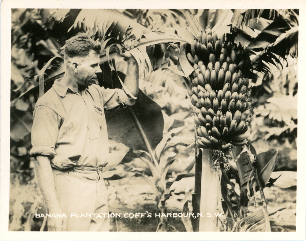 Checking the ripening bananas