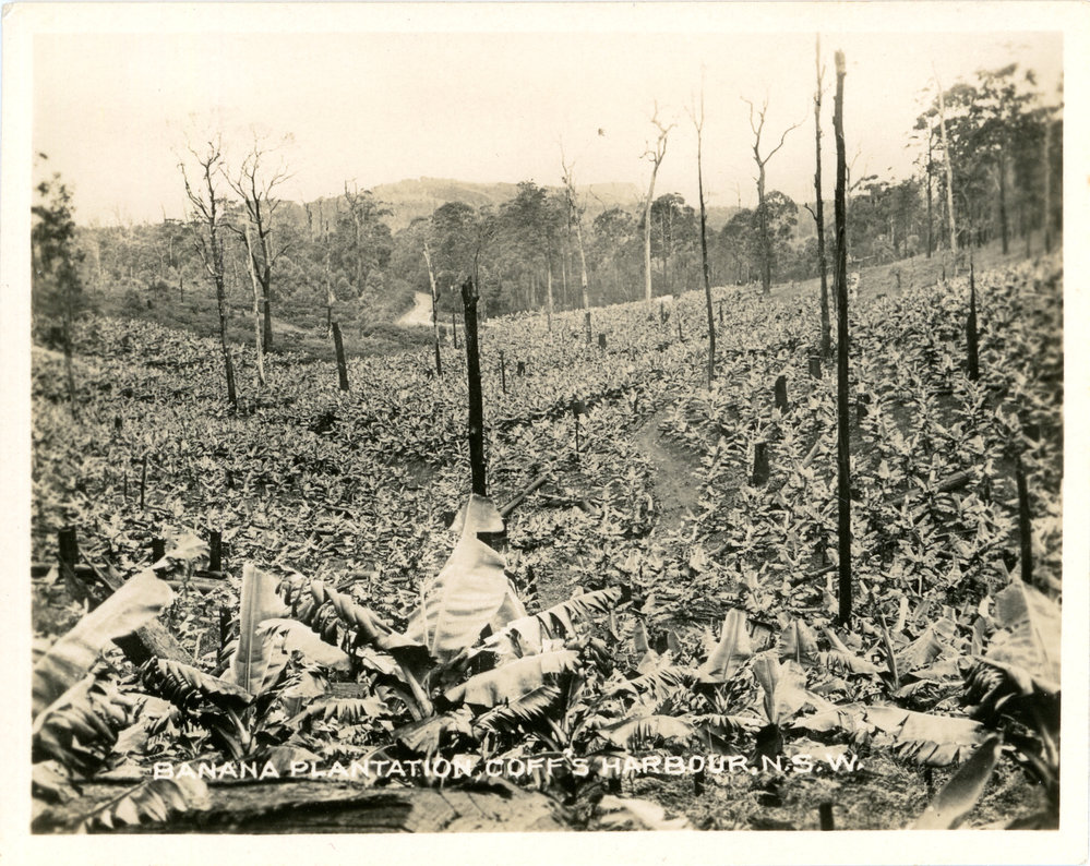 Banana plants replace forest