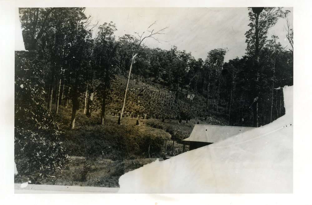 Stan Gordon's banana plantation, c. 1925 - 1926