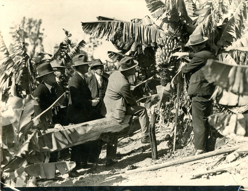 A delegation of BGF inspectors checks the bananas, 1960