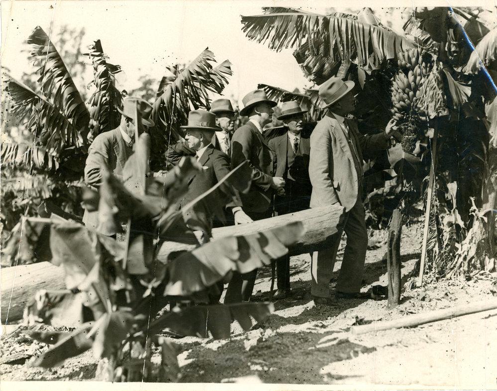A delegation of BGF inspectors checks the banana plants, 1960