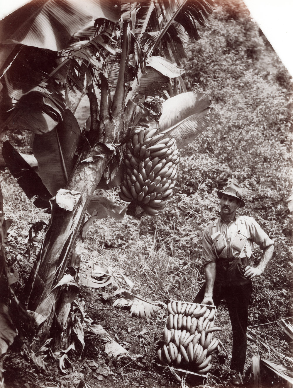 Banana grower Vic Allen, 1926