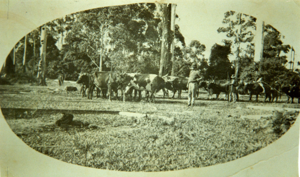 Bullock team at Boambee