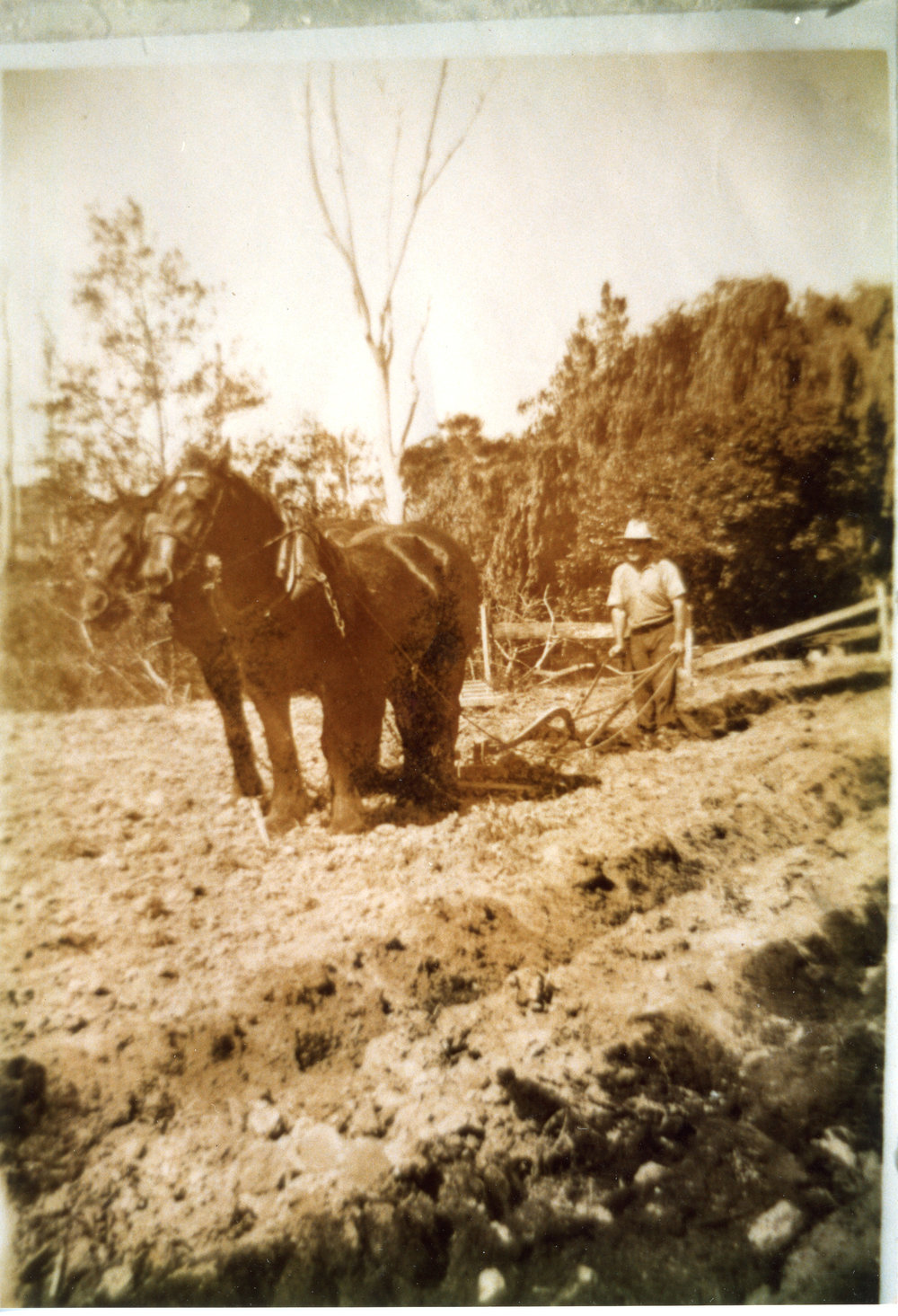 Wallace McLeod working with mouldboard plough, c. 1930s