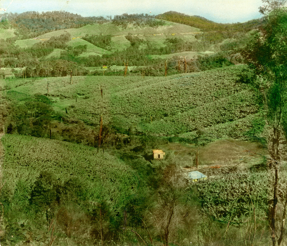 Surrounded by banana plantations