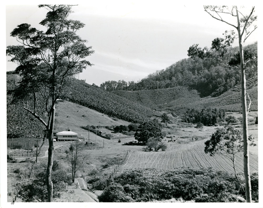 Banana plantation at Red Hill near Jarretts', c. 1959
