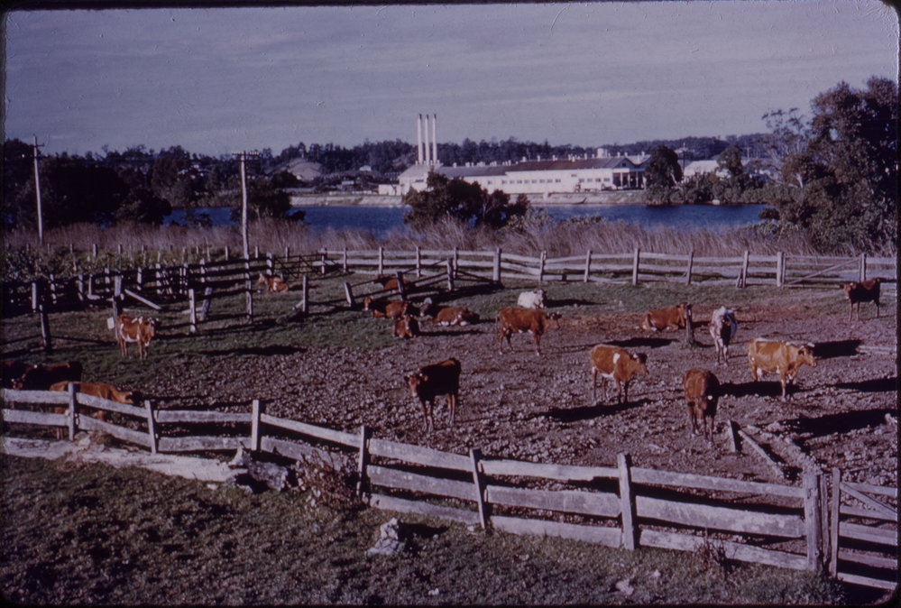 Norco Factory - Raleigh