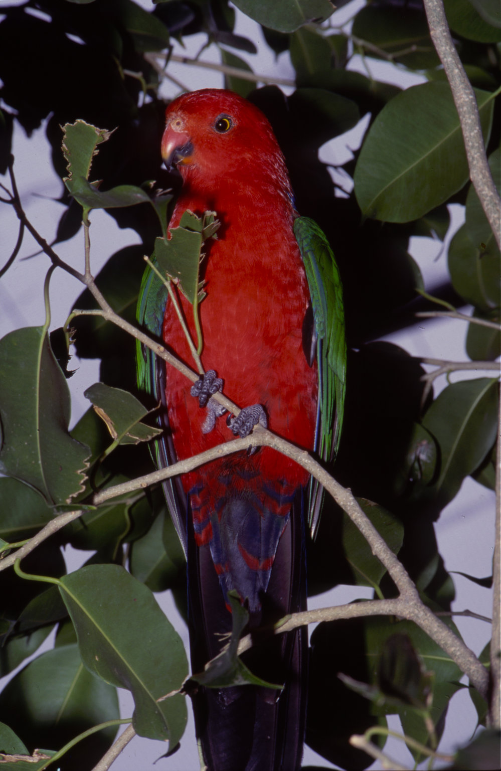 Australian king parrot