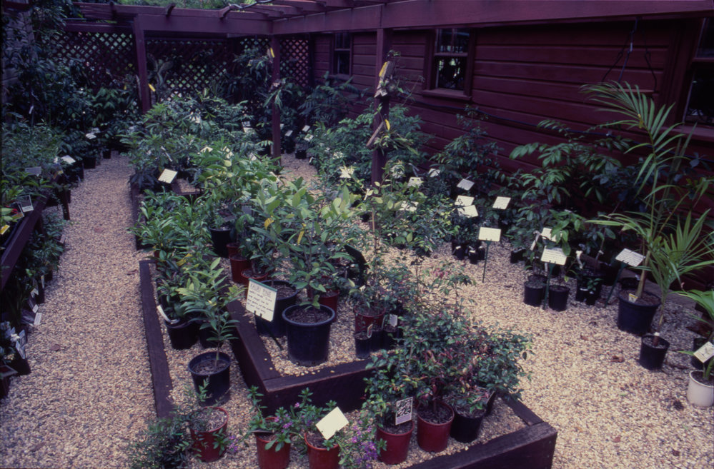 Plants for sale, Woolgoolga Garden Centre