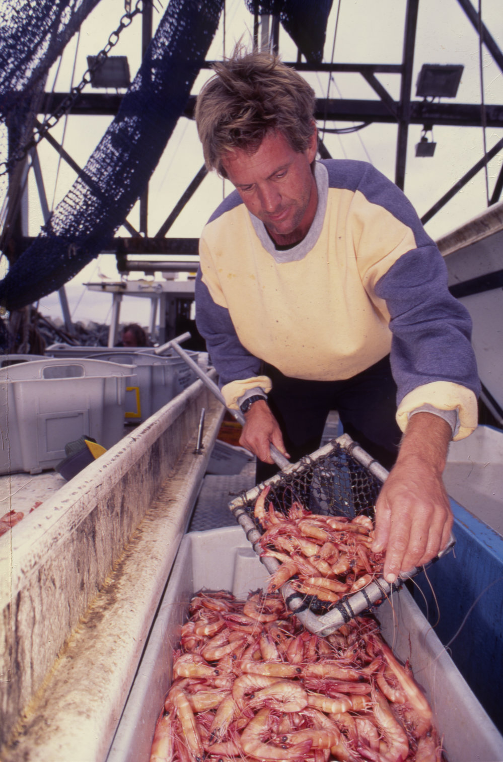 Man displays prawns, Coffs Harbour Marina