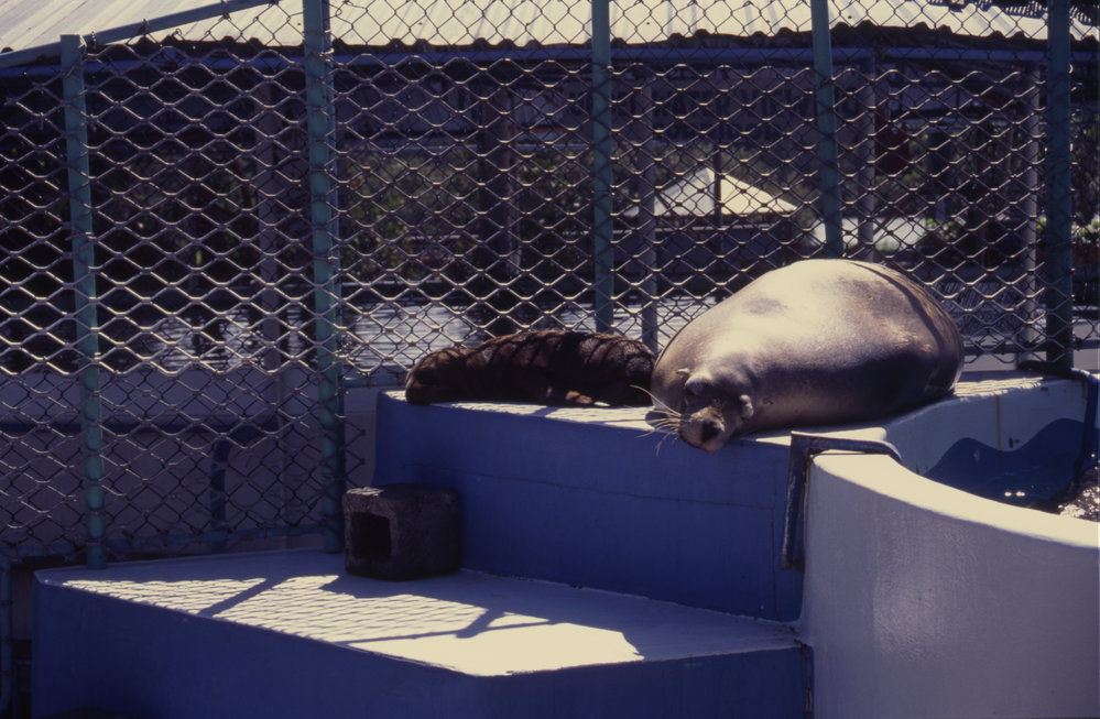 Two seals at Pet Porpoise Pool