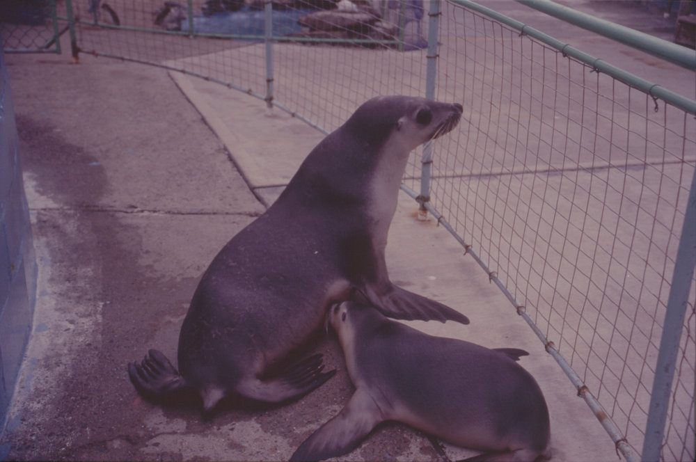 Mother seal with baby, Pet Porpoise Pool