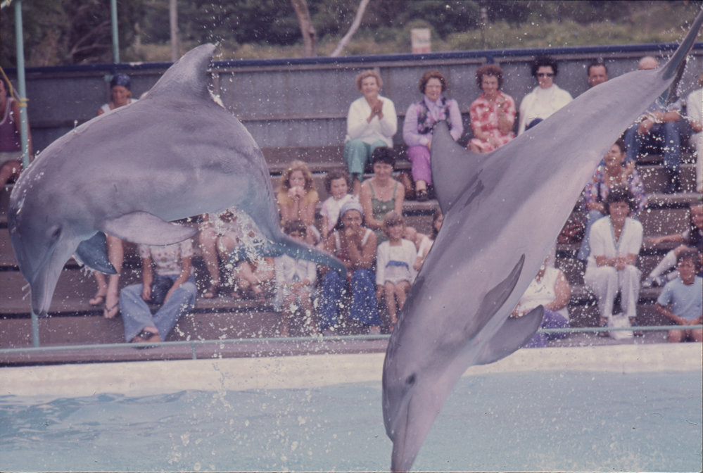 Two dolphins, Pet Porpoise Pool