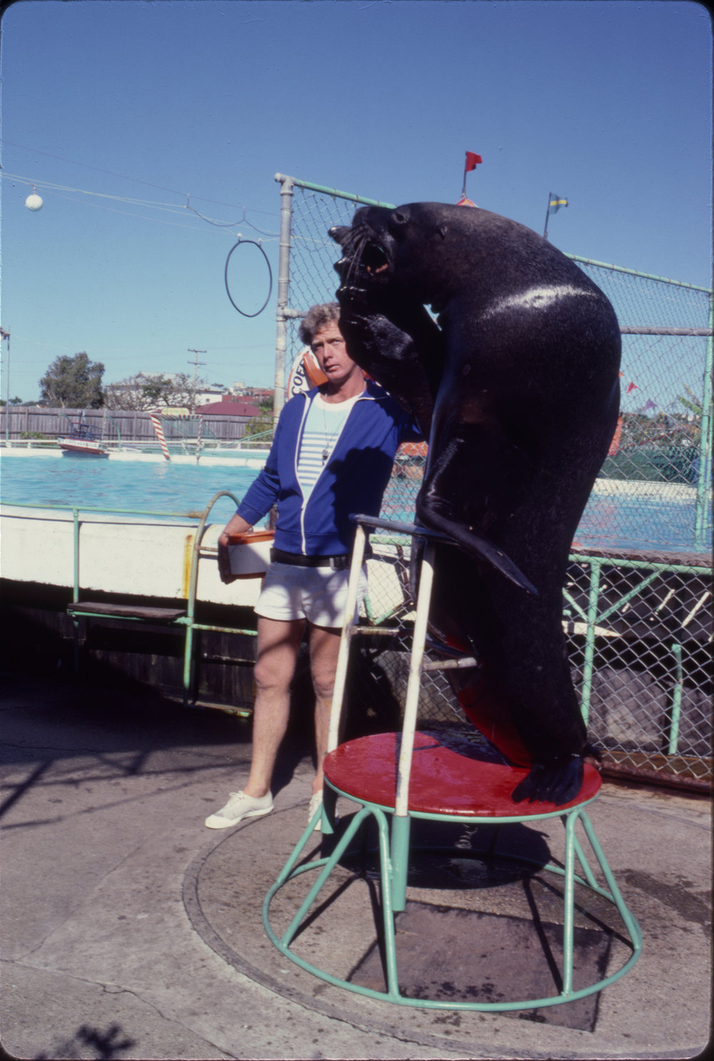 Seal during a show, Pet Porpoise Pool, c. 1978