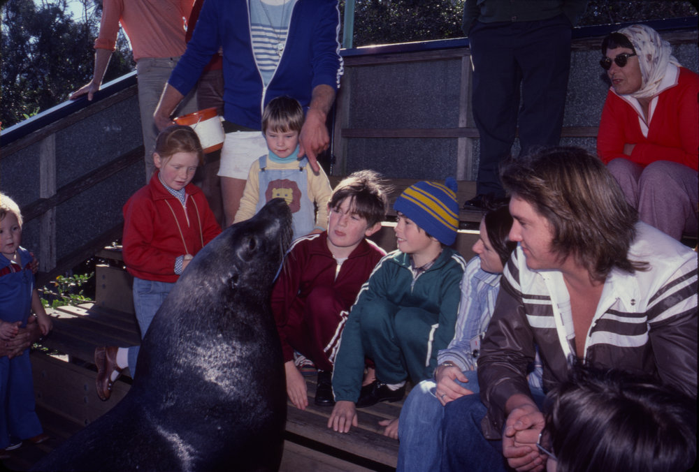 Seal in the crowd, Pet Porpoise Pool, c. 1978
