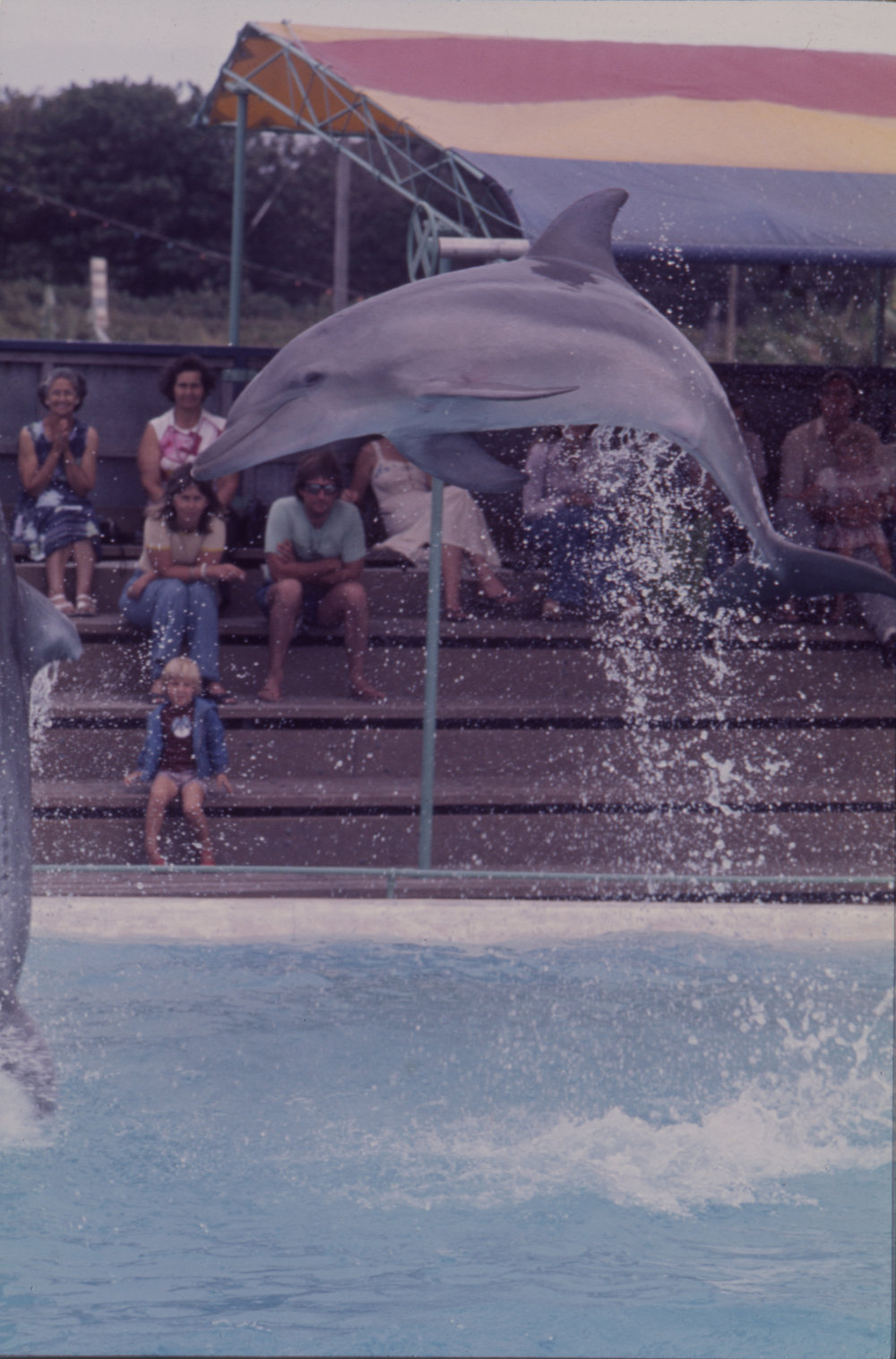 Dolphin leaping, Pet Porpoise Pool