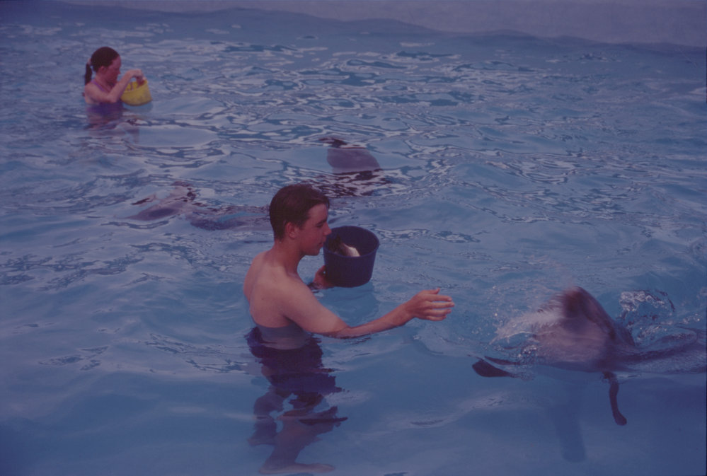 Two people feeding dolphins, Pet Porpoise Pool