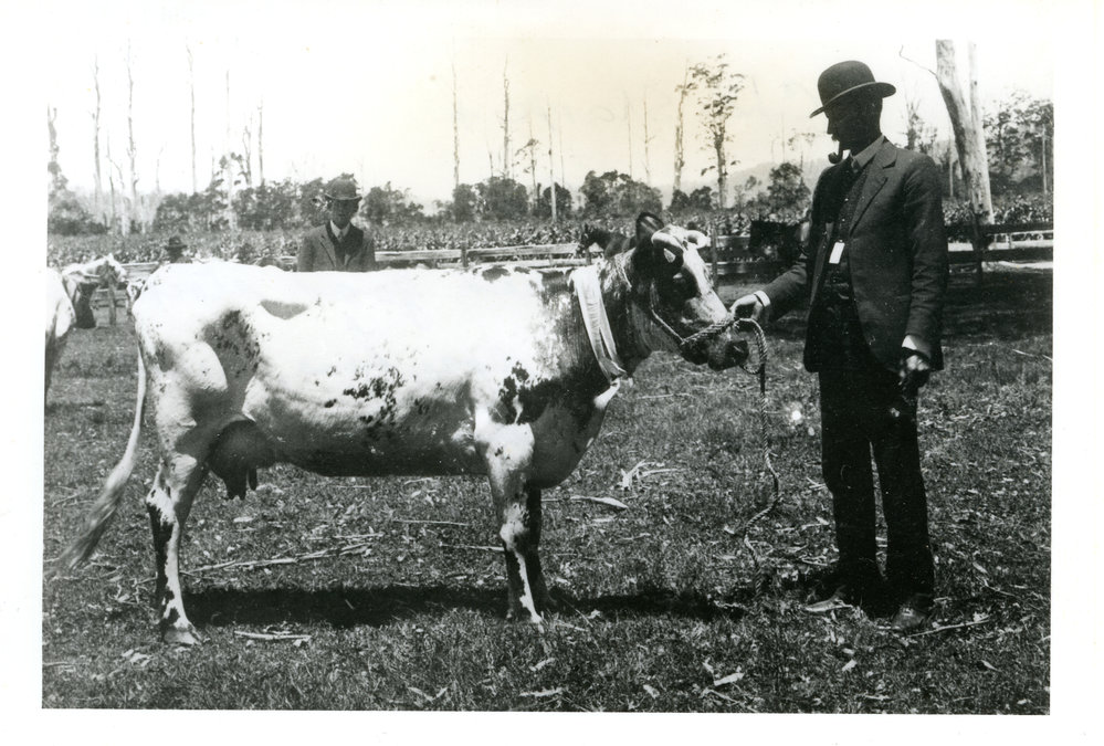 Charles Sharp and W. J. Ziems with prize-winning cattle, 1920s