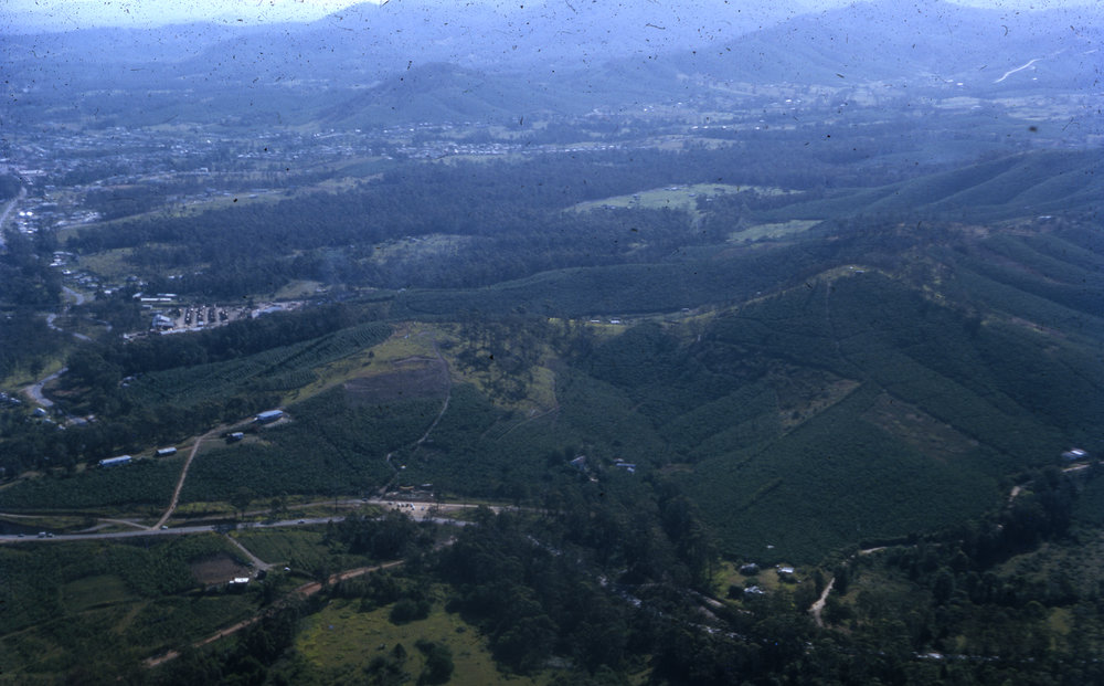 Millions of bananas in the hills near Coffs, 1965