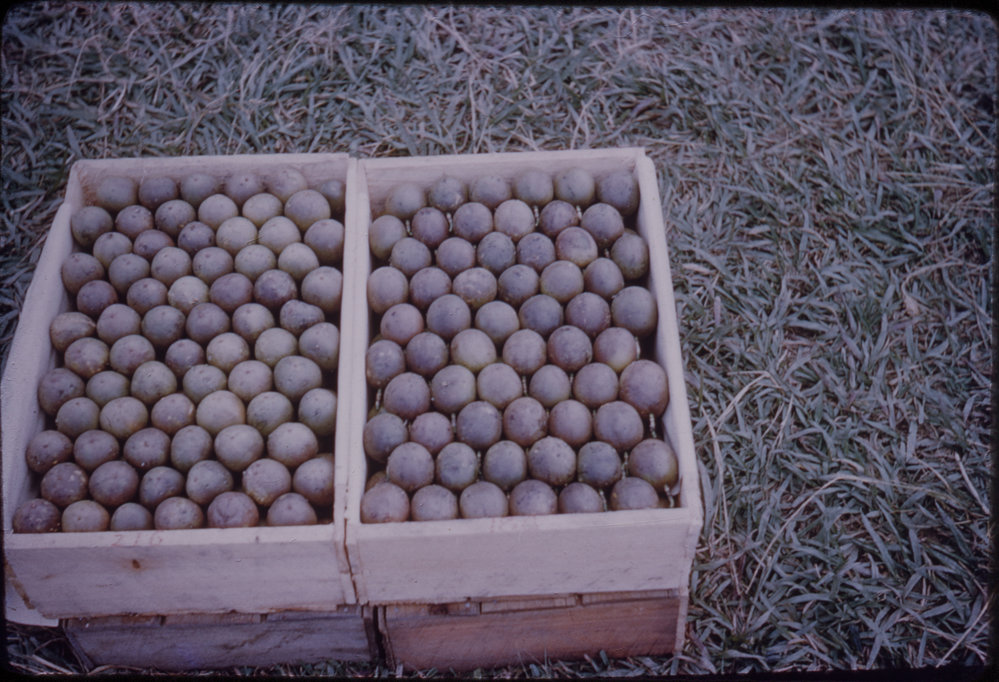 Passionfruit in Crates