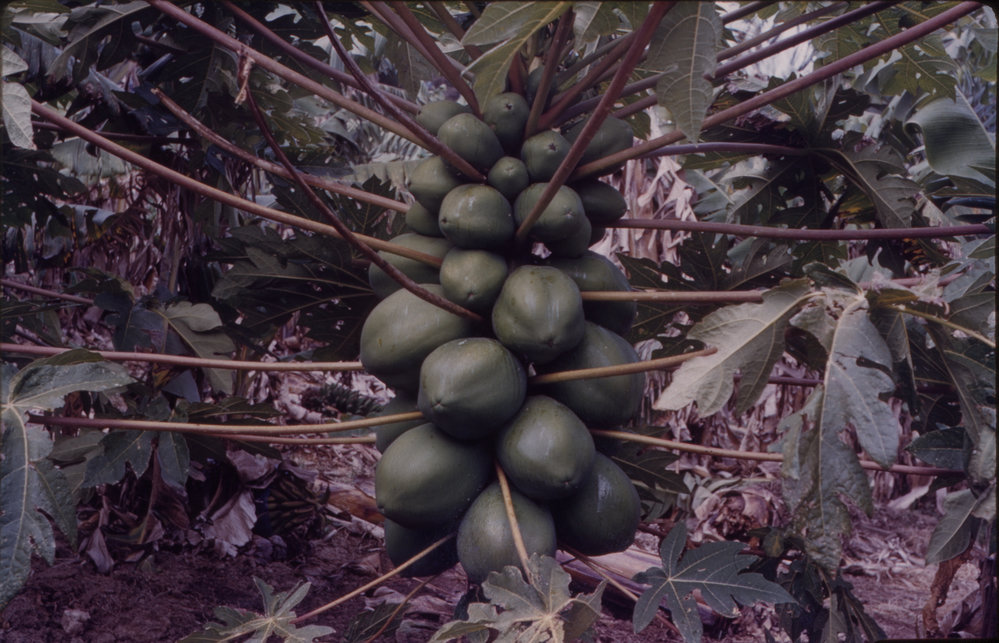 Papaya Plant