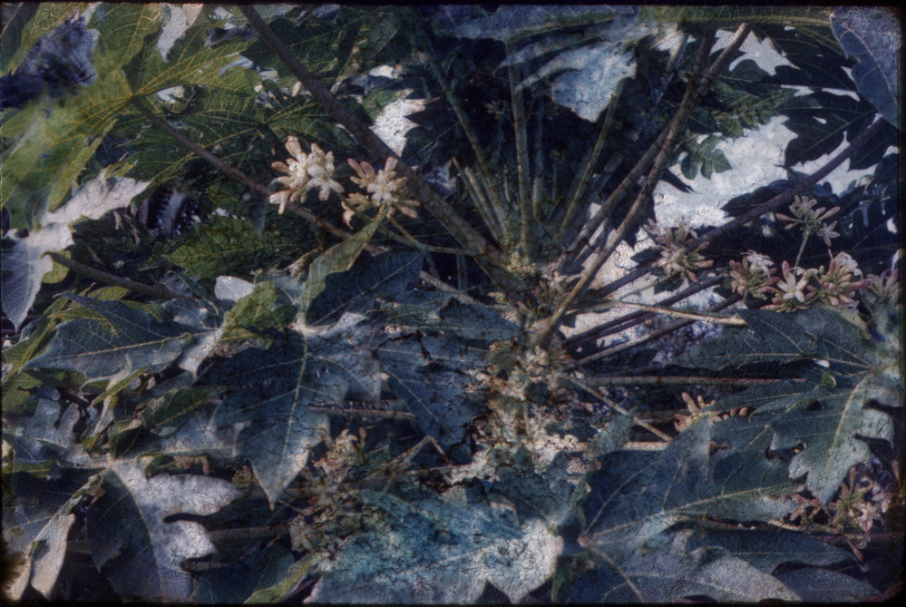 Papaya Flowers