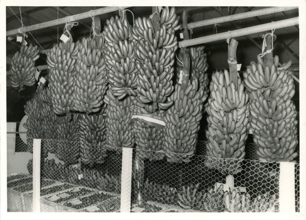 Banana bunch display, c.1961