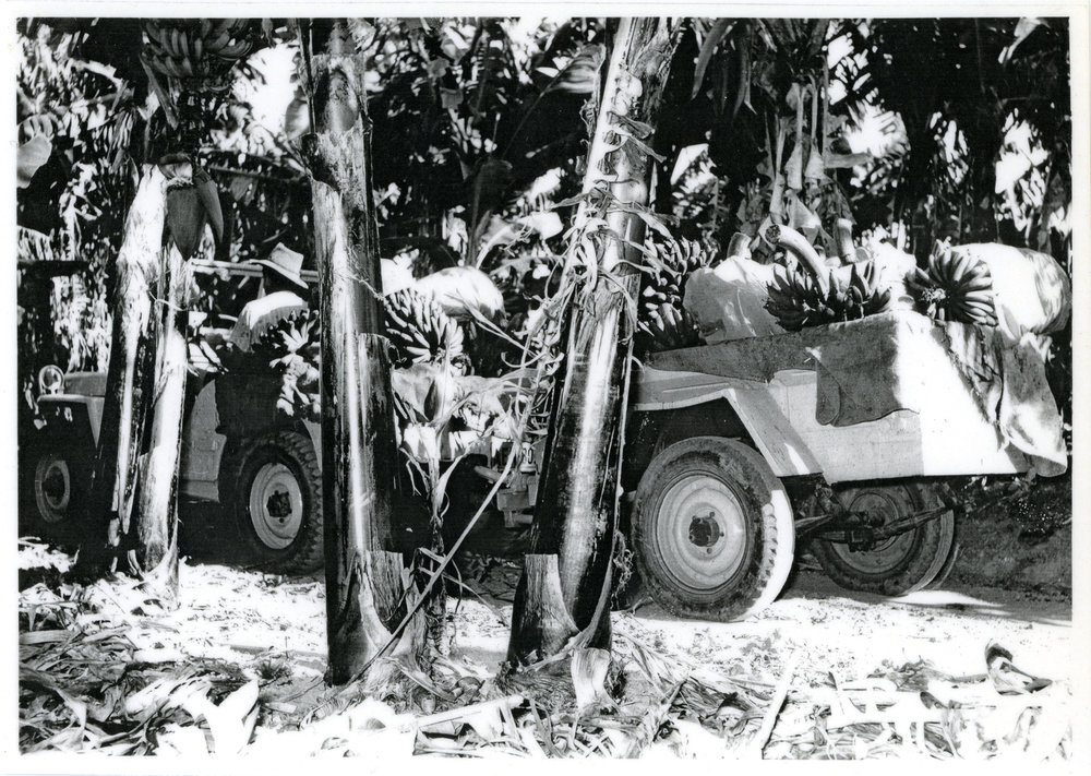 Banana bunches packed and loaded