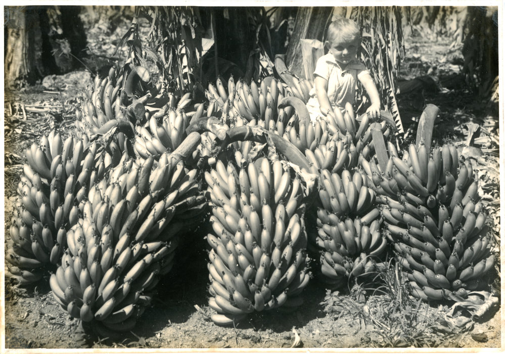 Ian Hamey surrounded by banana bunches, c. 1945