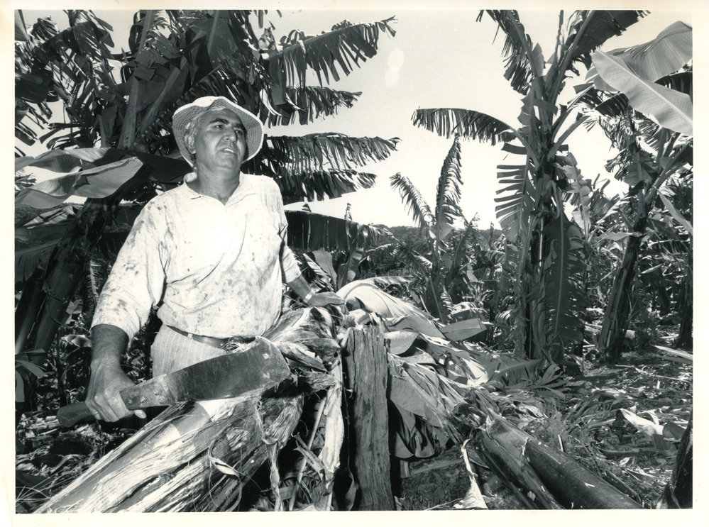 Cec Atwall inspects wind damage in his banana plantation, 1990