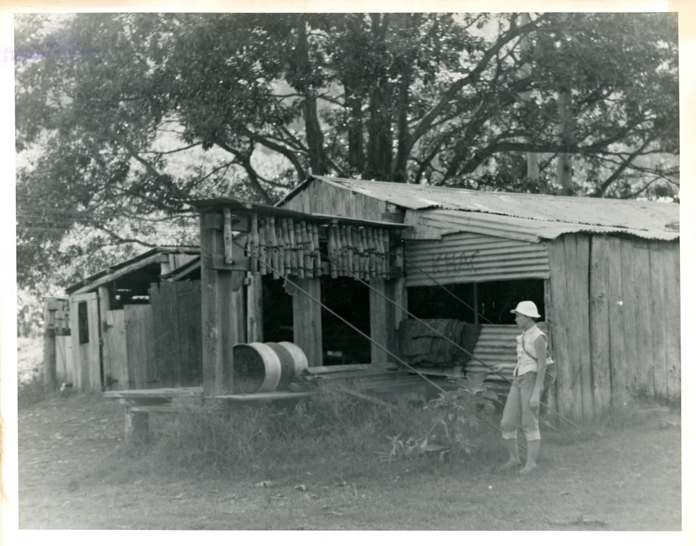 Aerial wires used to transport bananas from plantation to packing shed, 1959