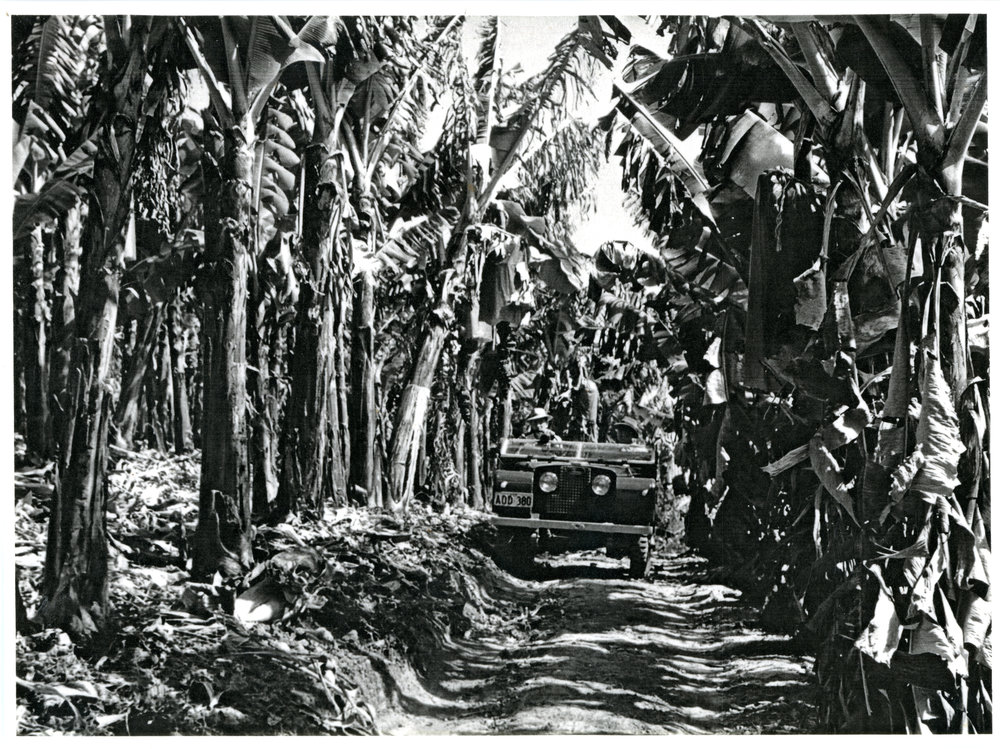 Traversing a banana plantation 