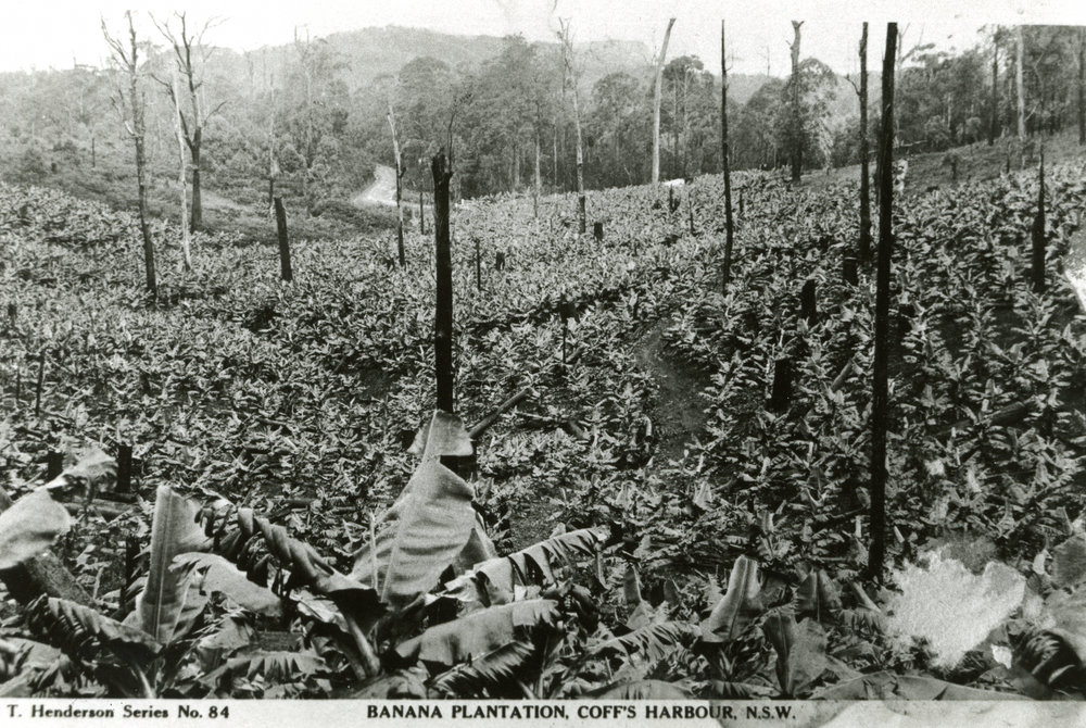 Tracks through the bananas