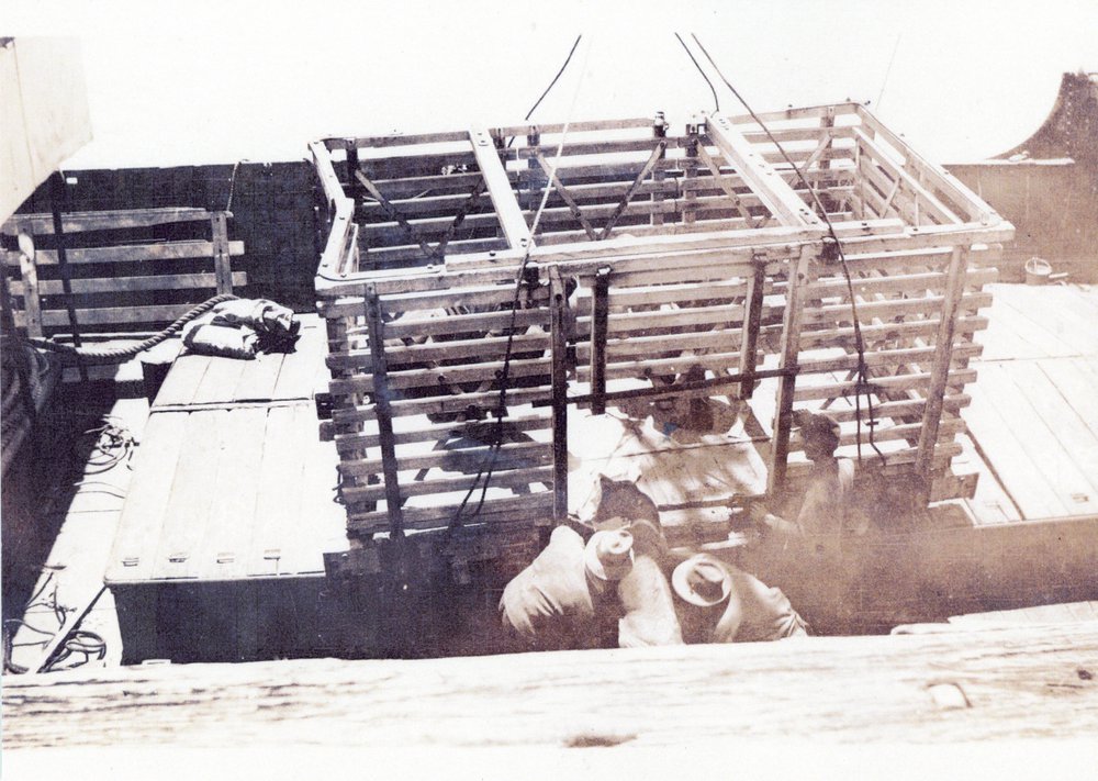 Loading pigs on T. S. S. Coombar, 1924