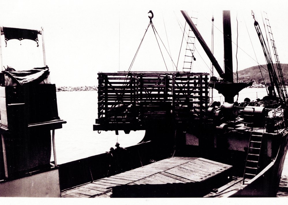 Loading pigs on T. S. S. Coombar, 1924