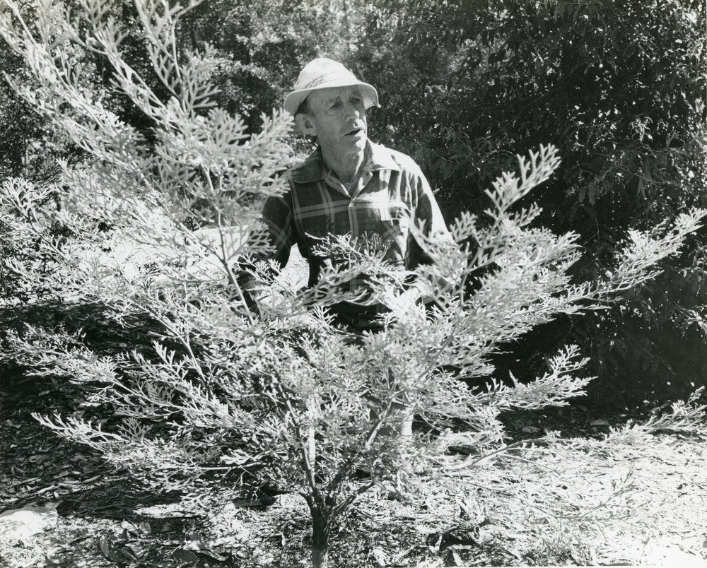 Botanist and Botanic Garden Curator Alex Floyd, September 1990