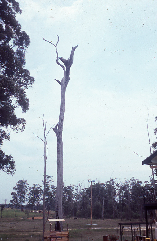 Osprey nest, December 1982