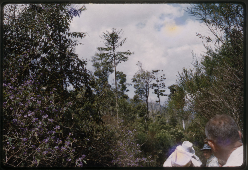 Forested track on Mount Moombil, 1960s