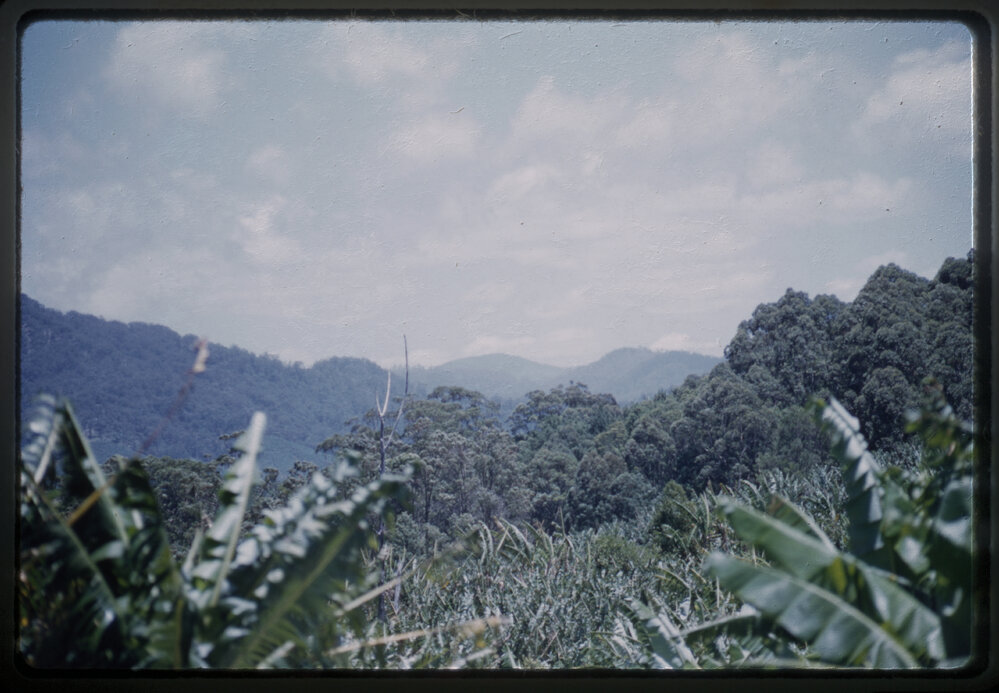 The Whites' banana plantation, c. 1960s